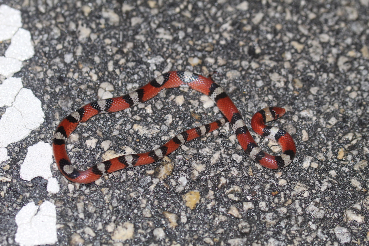 Florida Scarlet