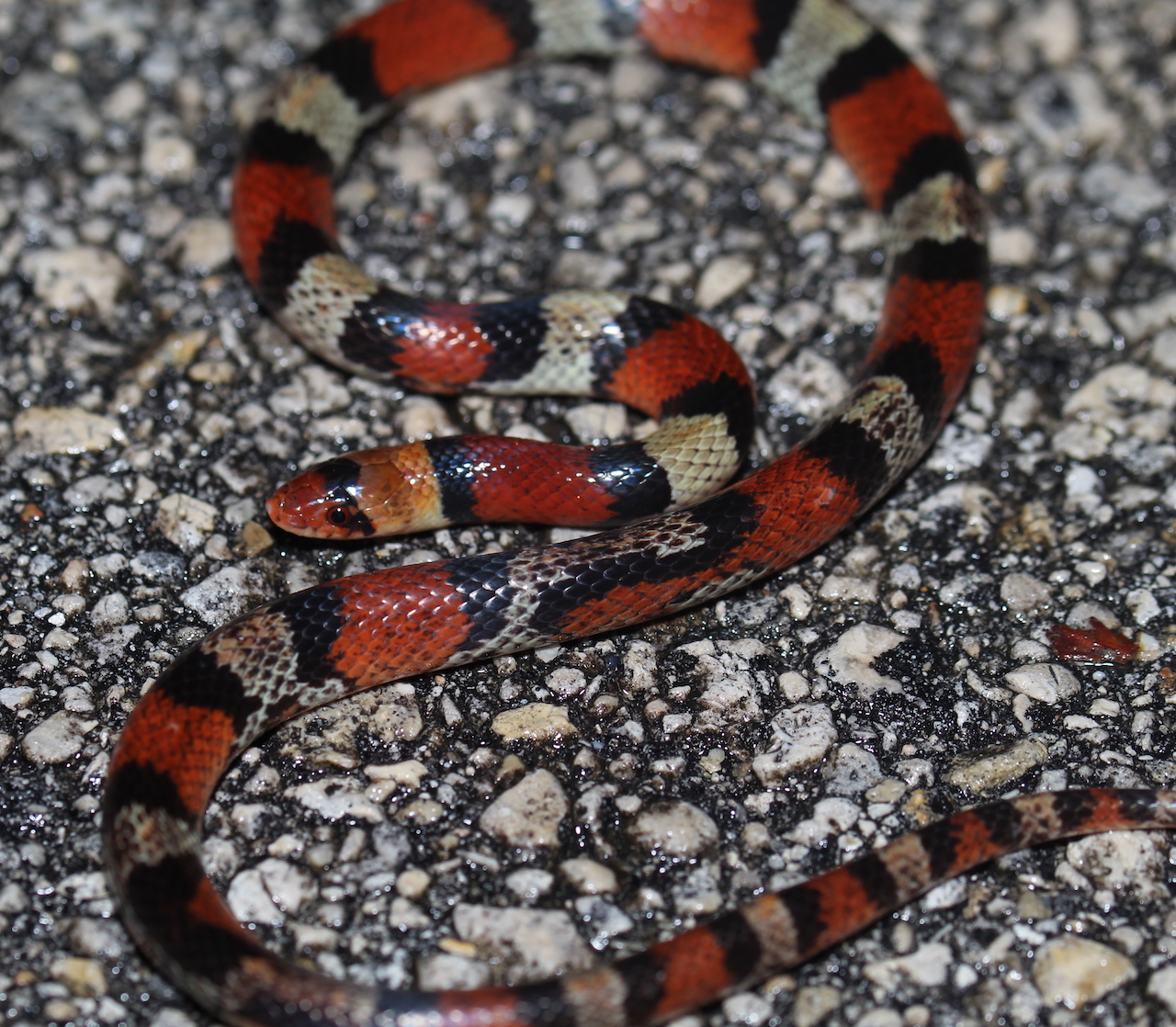 Florida Scarlet