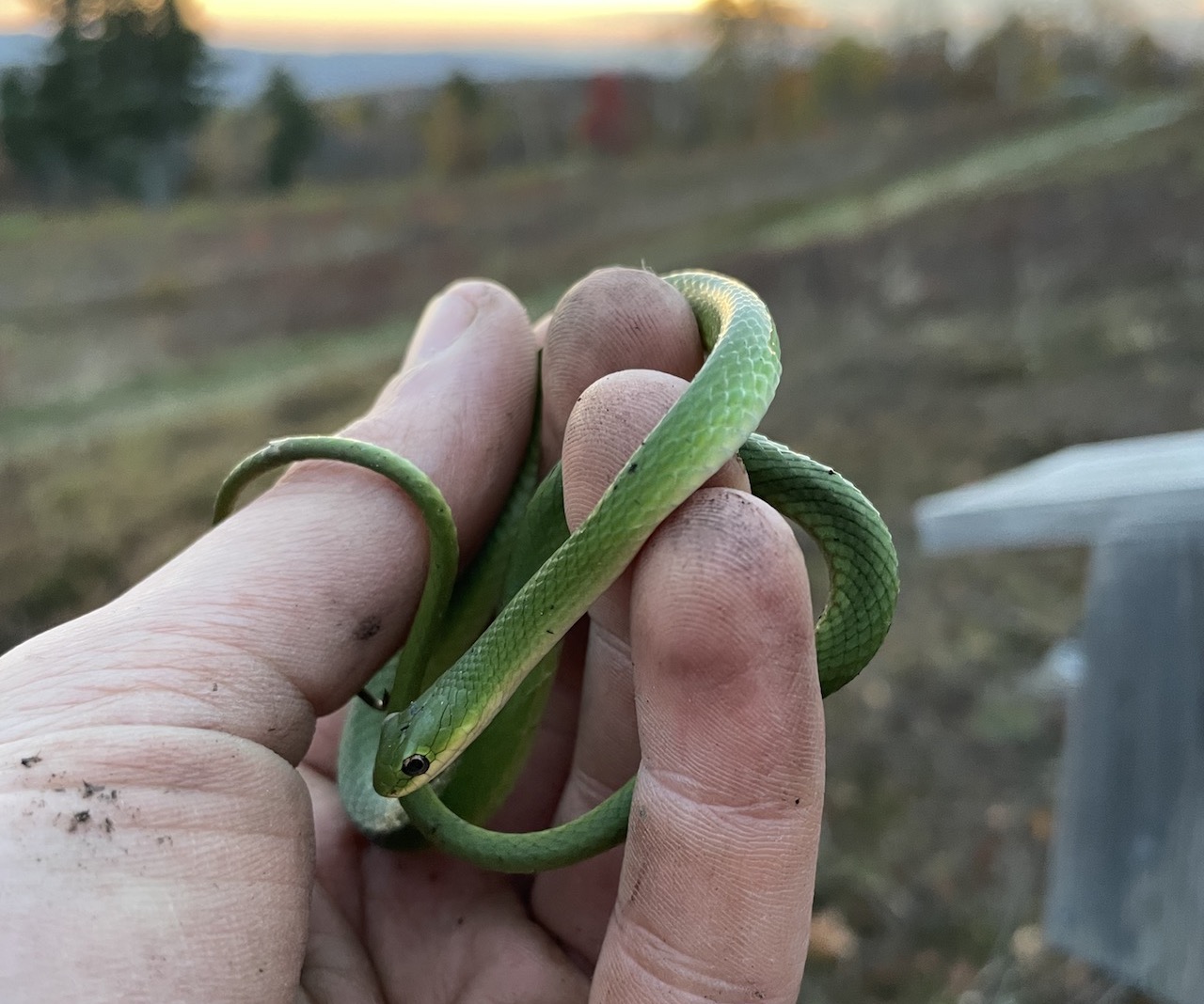 Green Snake