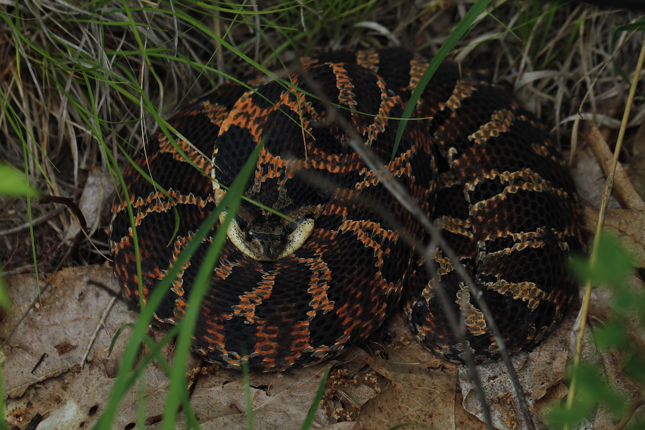 Eastern Hognose