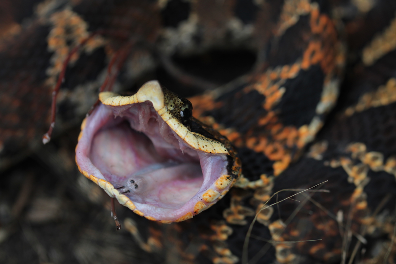 Eastern Hognose