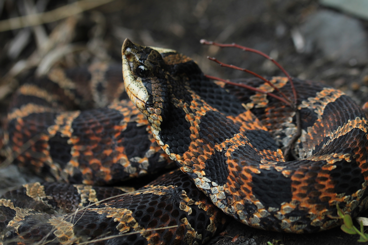 Eastern Hognose