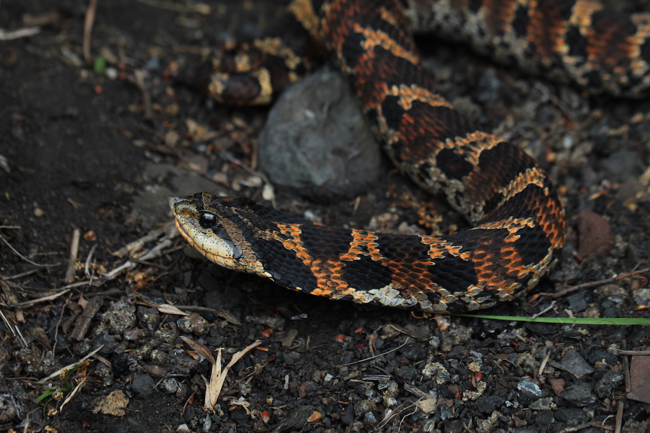 Eastern Hognose