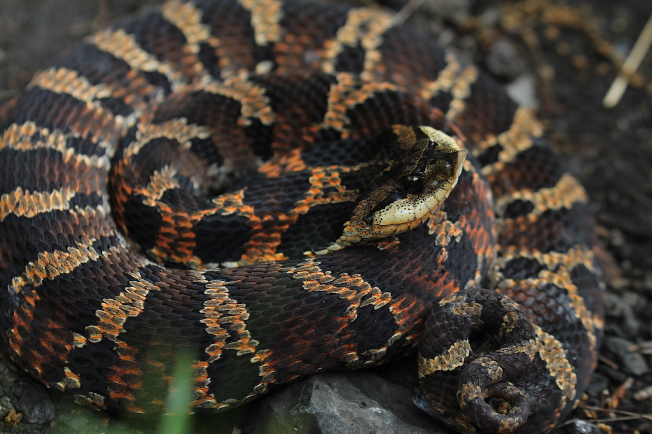 Eastern Hognose