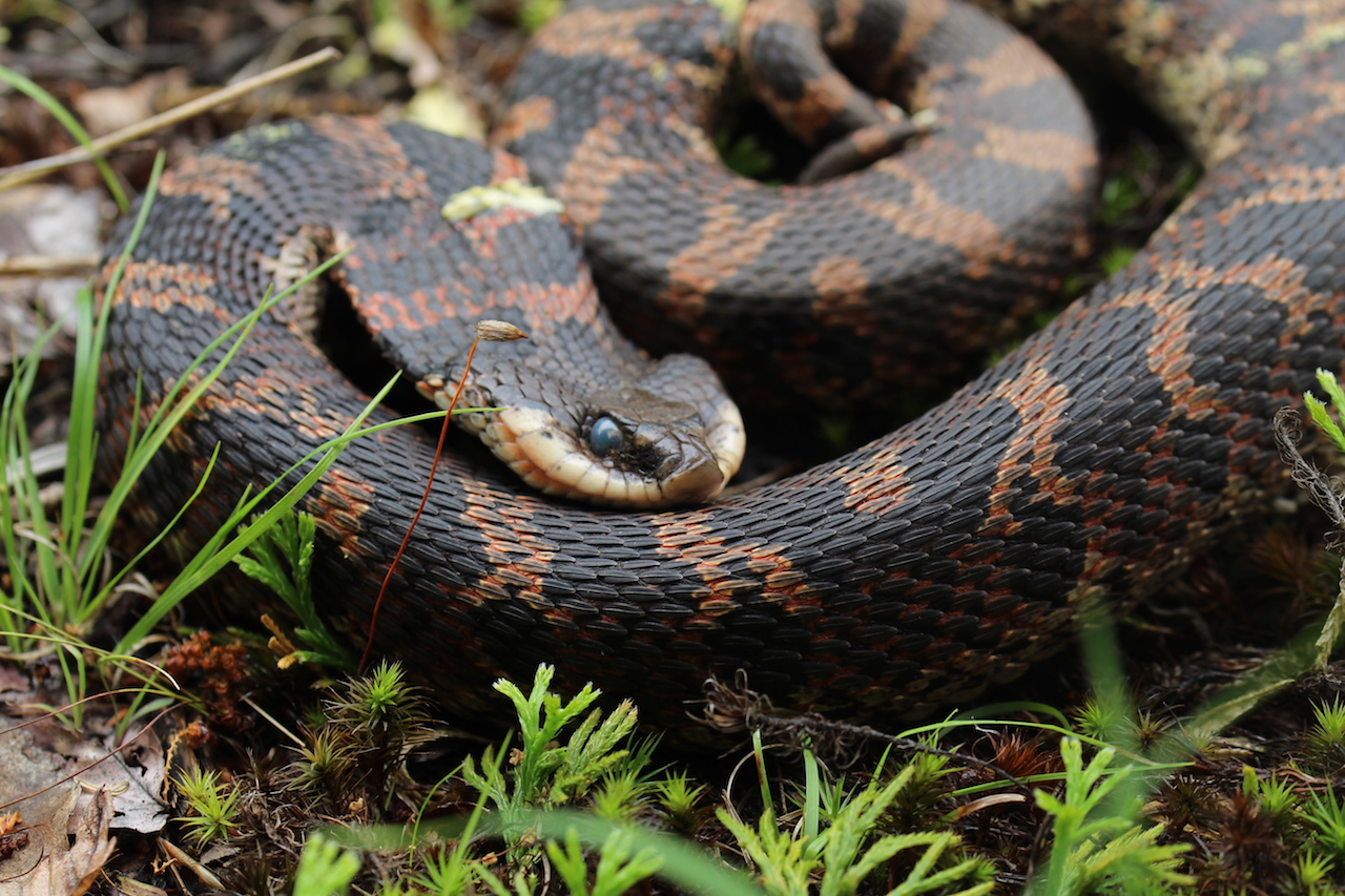 Eastern Hognose in shed