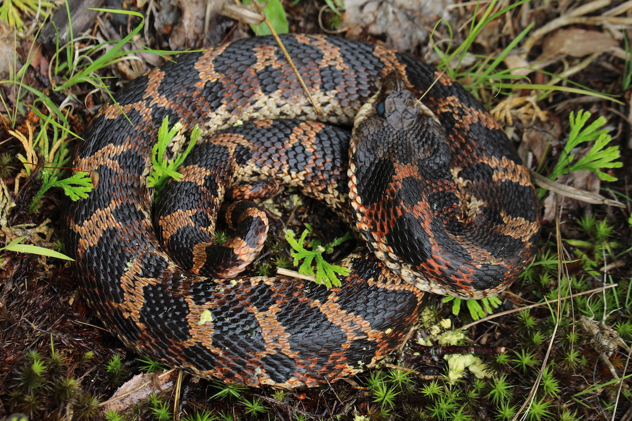 Eastern Hognose in shed