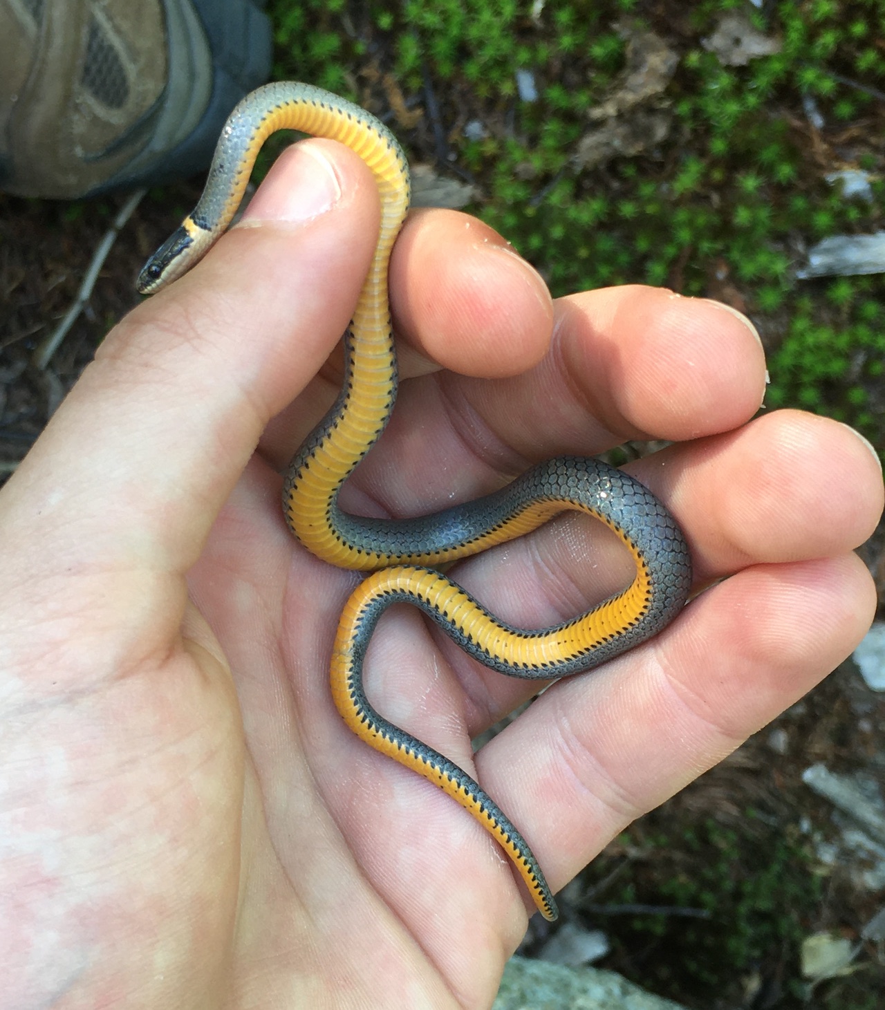 Northern Ring-necked Snake