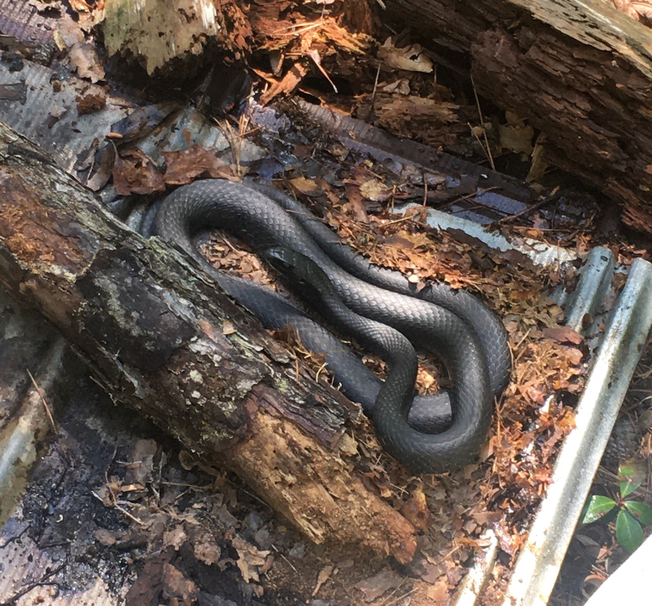 Black Racer