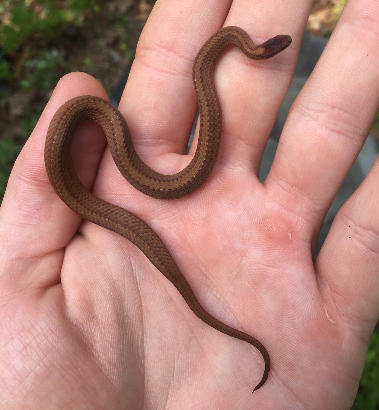 Red Bellied Snake