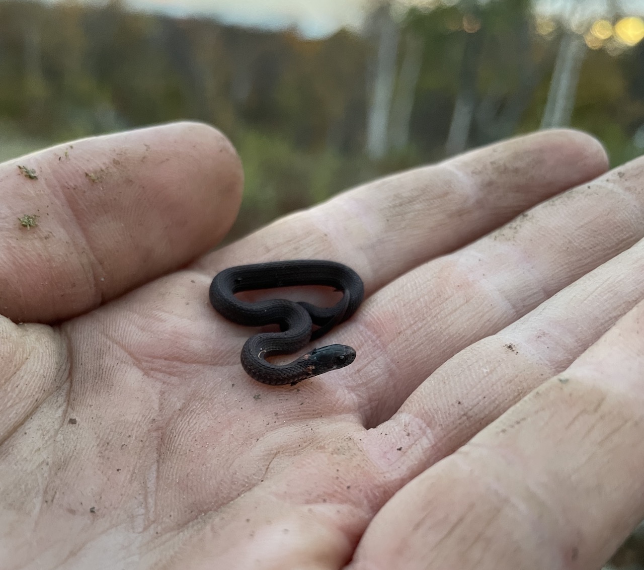 Red-bellied Snake