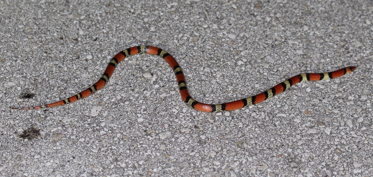 Florida Scarlet Snake