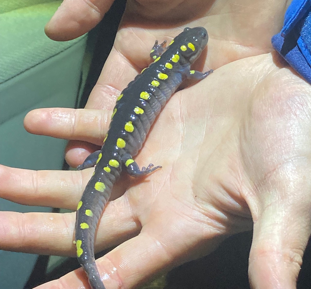 Spotted Salamander