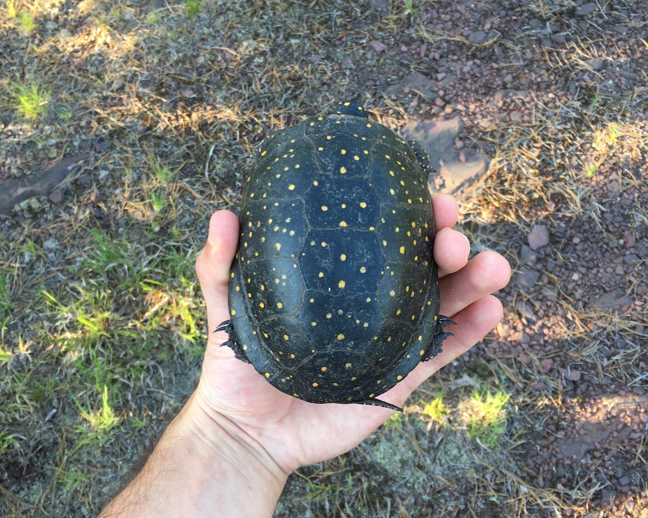 Spotted Turtle