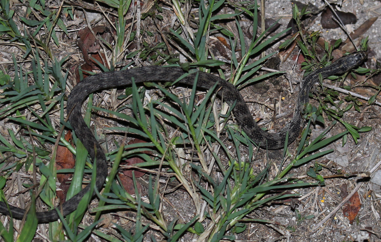 Salt Marsh Snake