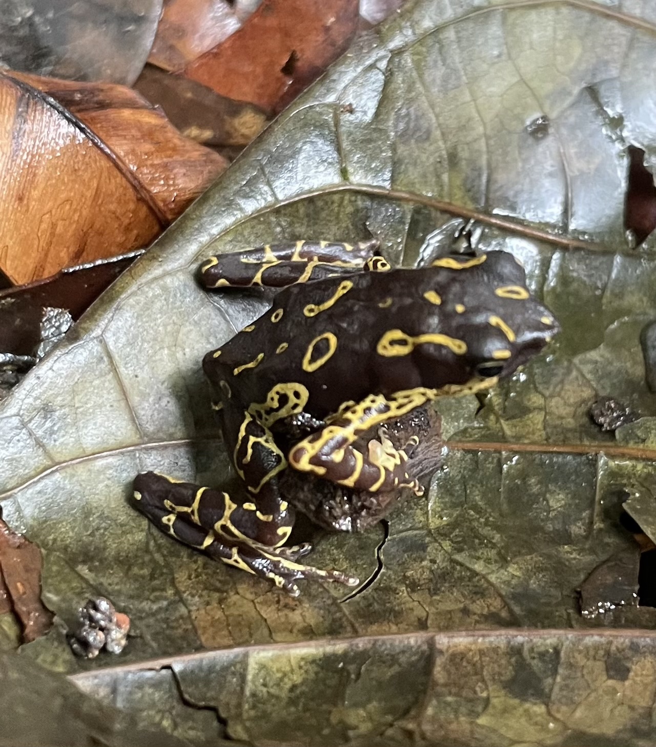 Harlequin Toads