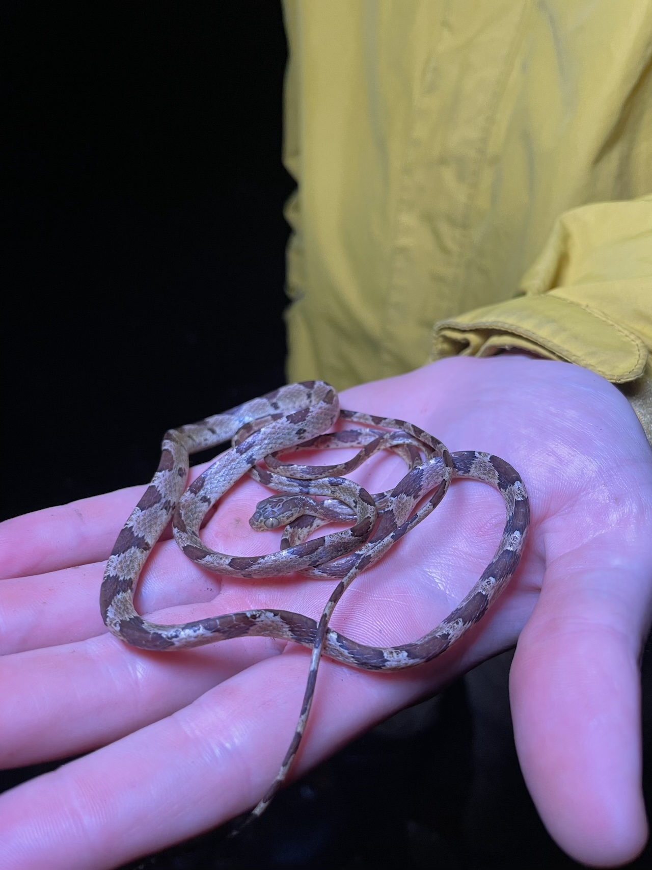 Common Blunt-headed Snake