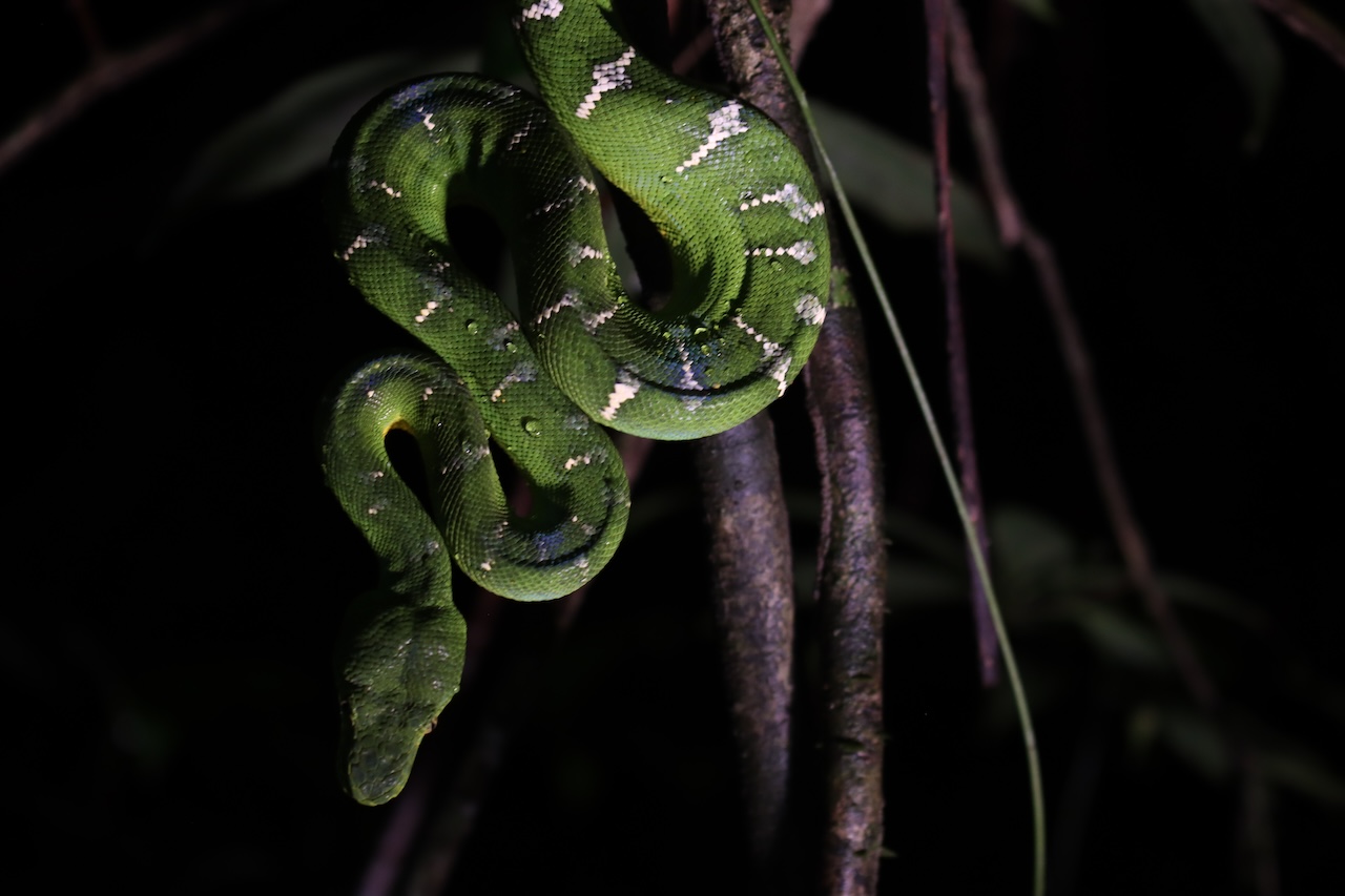 Emerald Tree Boa in Ambush