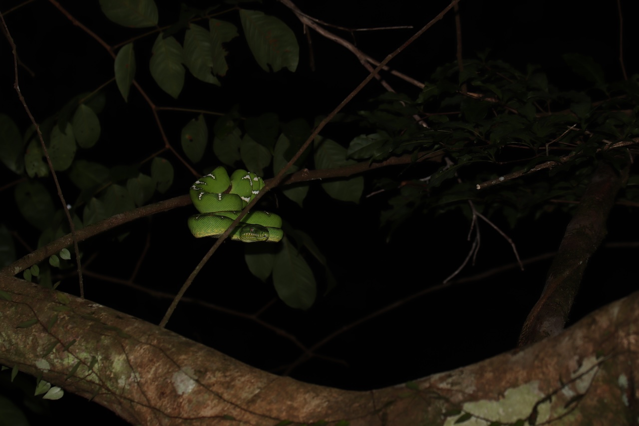 Emerald Tree Boa