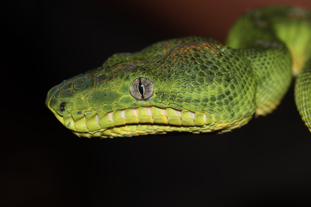 Emerald Tree Boa