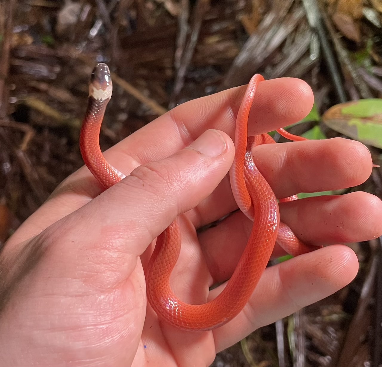 False Crowned Boa