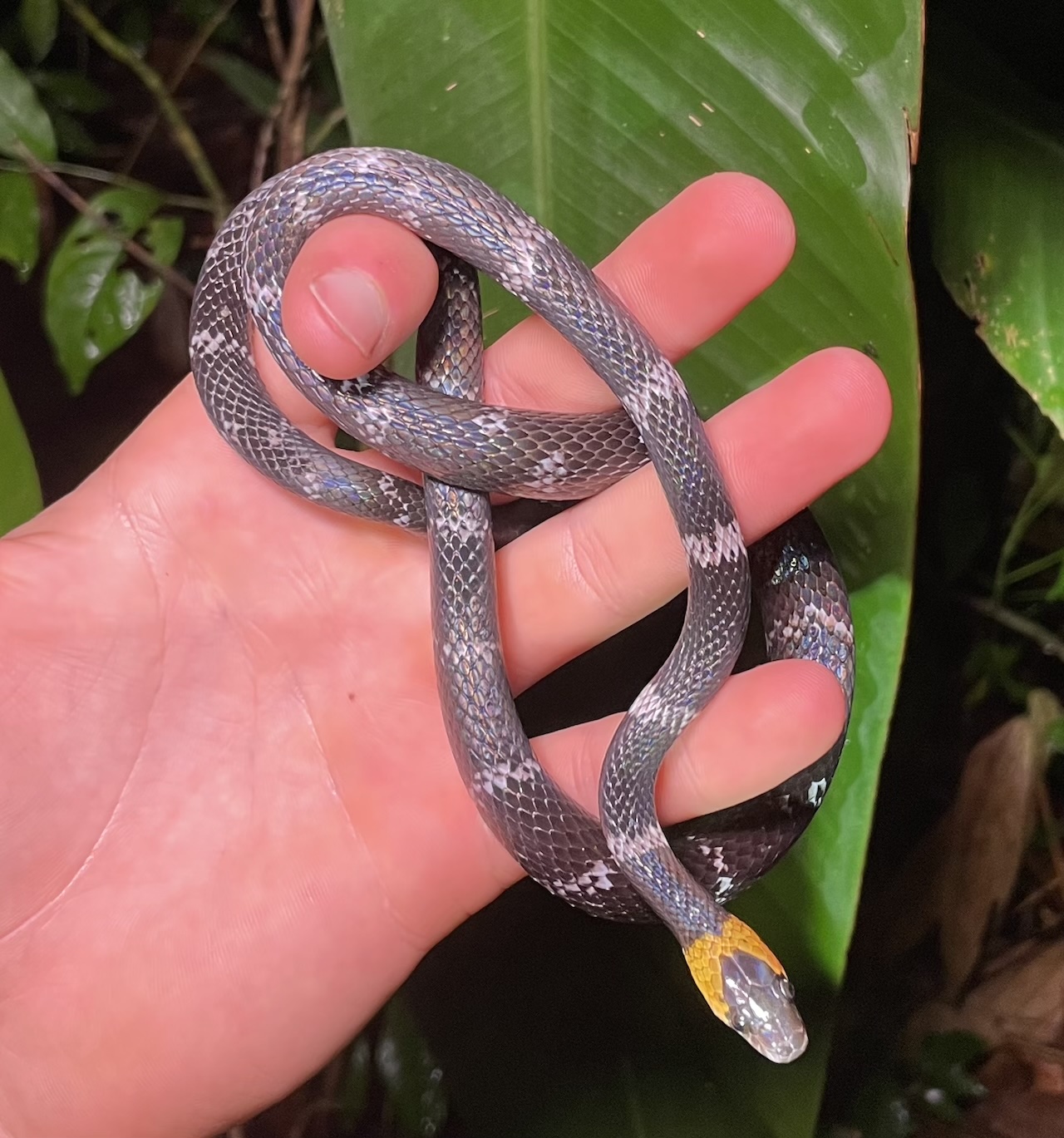 False Coral Snake