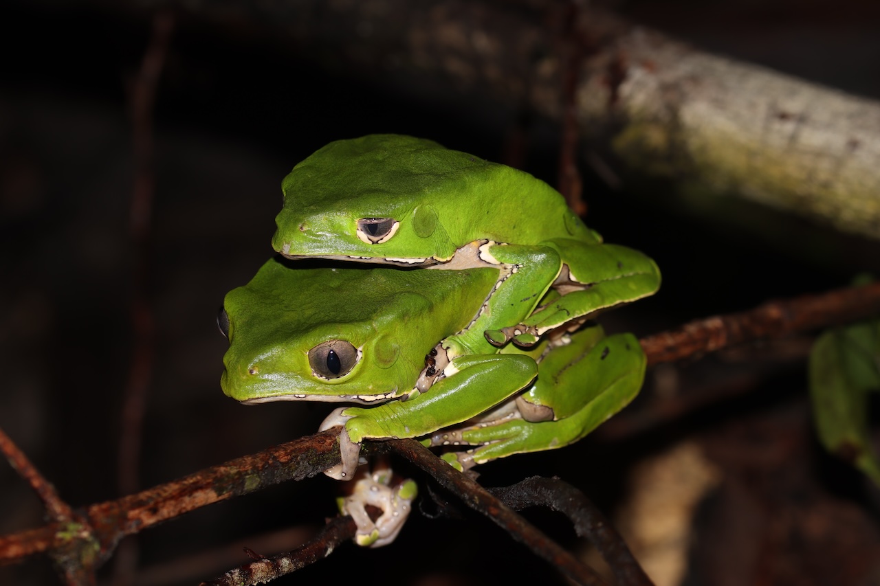 Giant Leaf Frog Amplexus