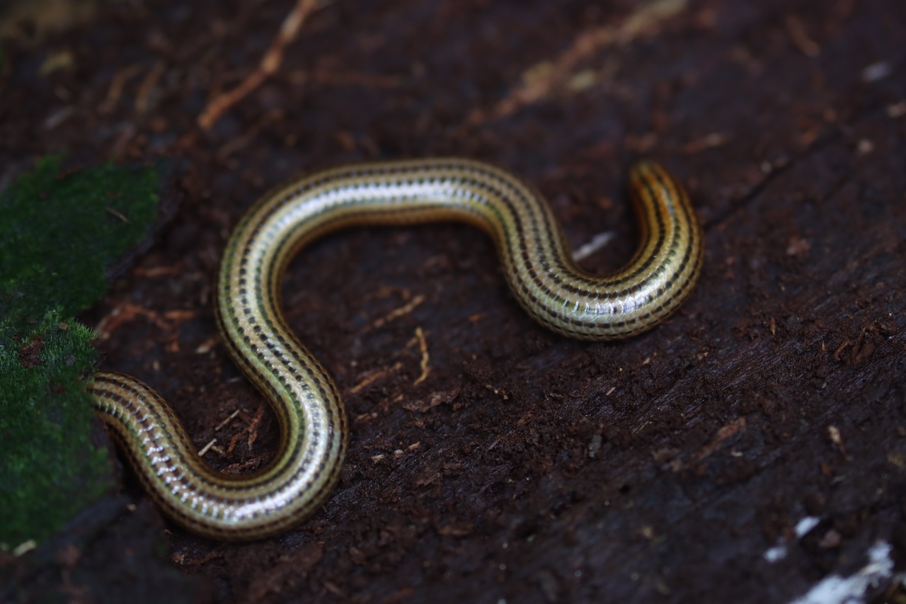 Guyana Blind Snake