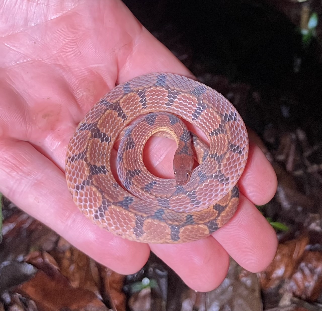 Wucherer's Ground Snake