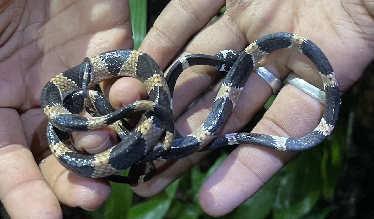 Ornate Snail-eater