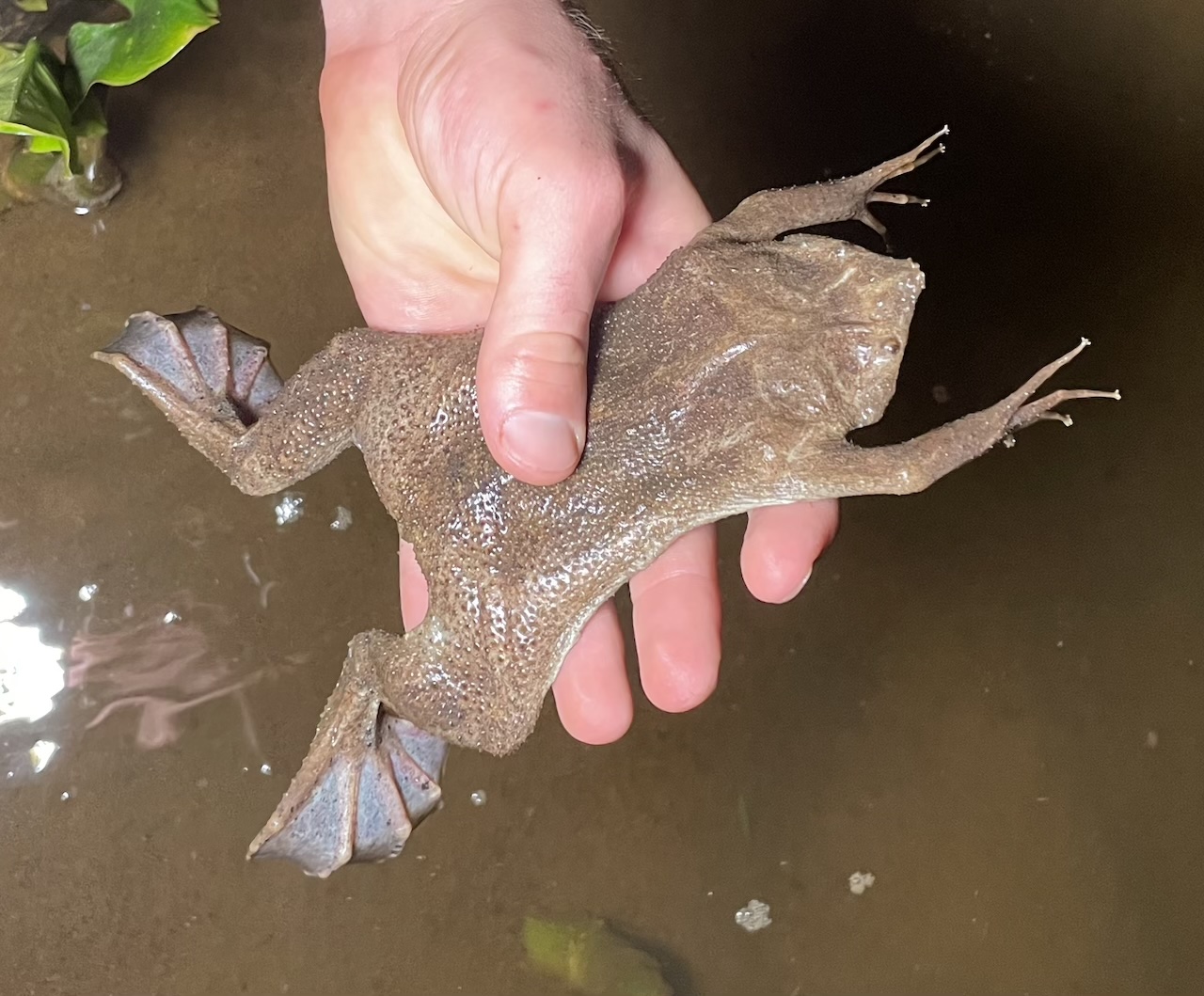 Suriname Common Toad