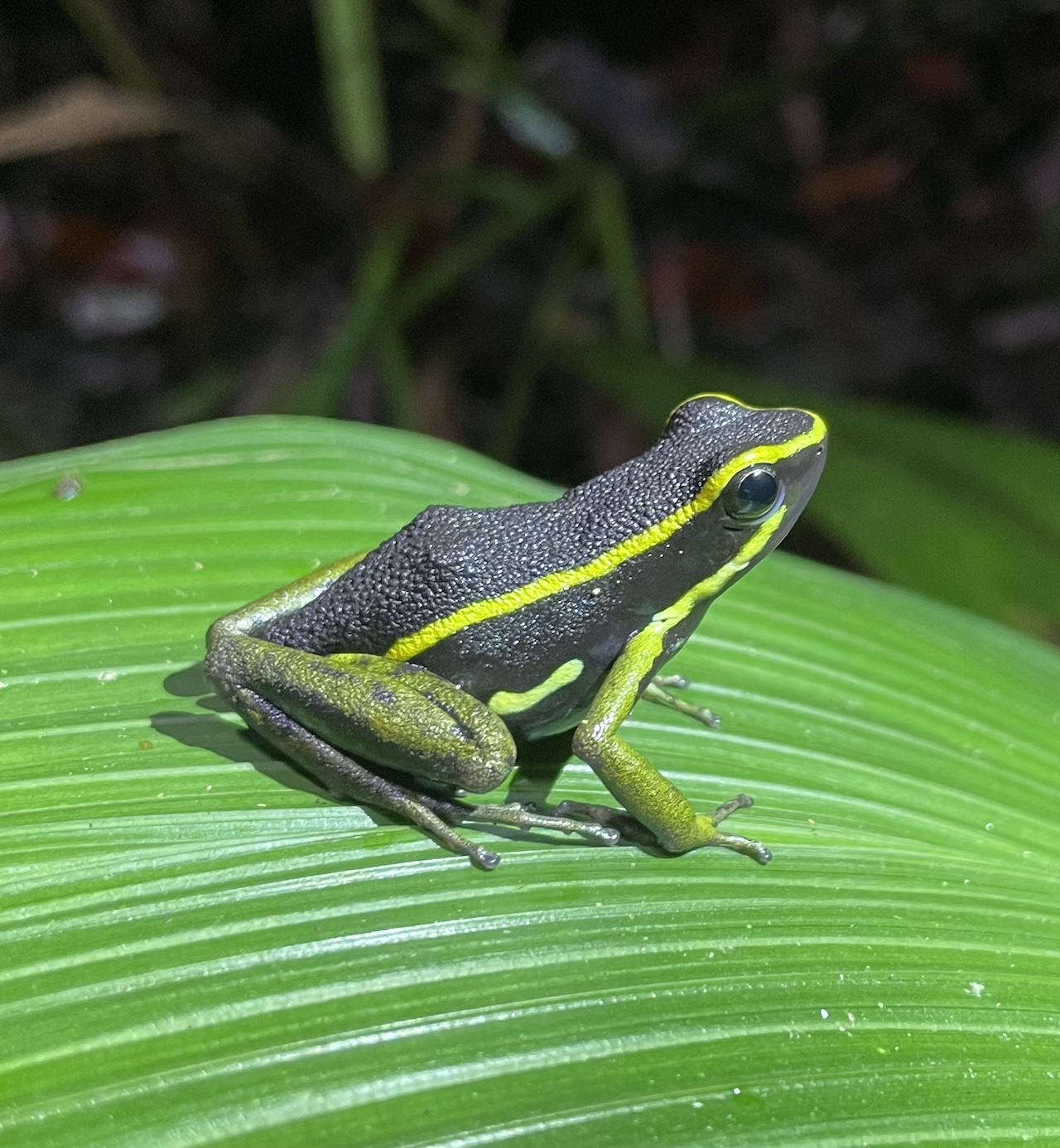 Three Striped Poison Dart Frog