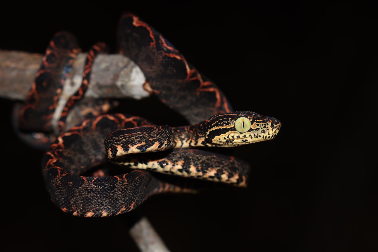 Amazon Tree Boa