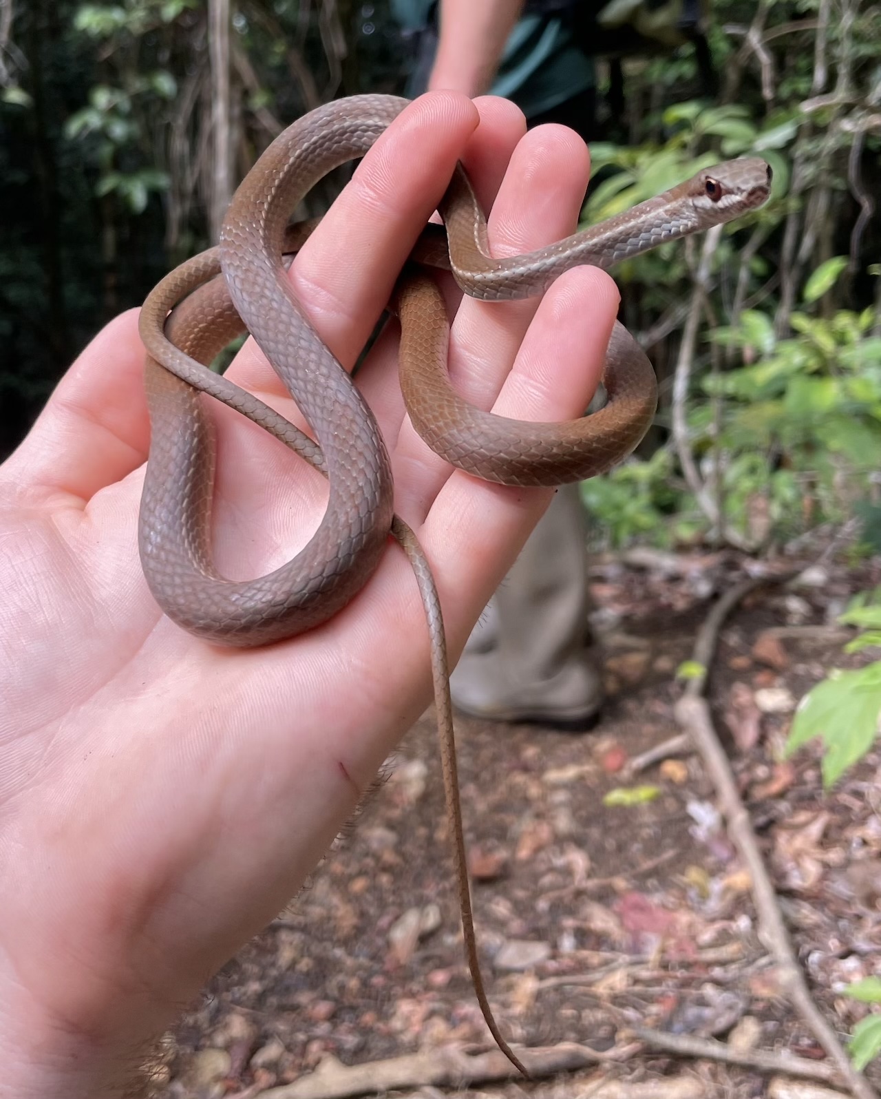 Boddaerts Tropical Racer