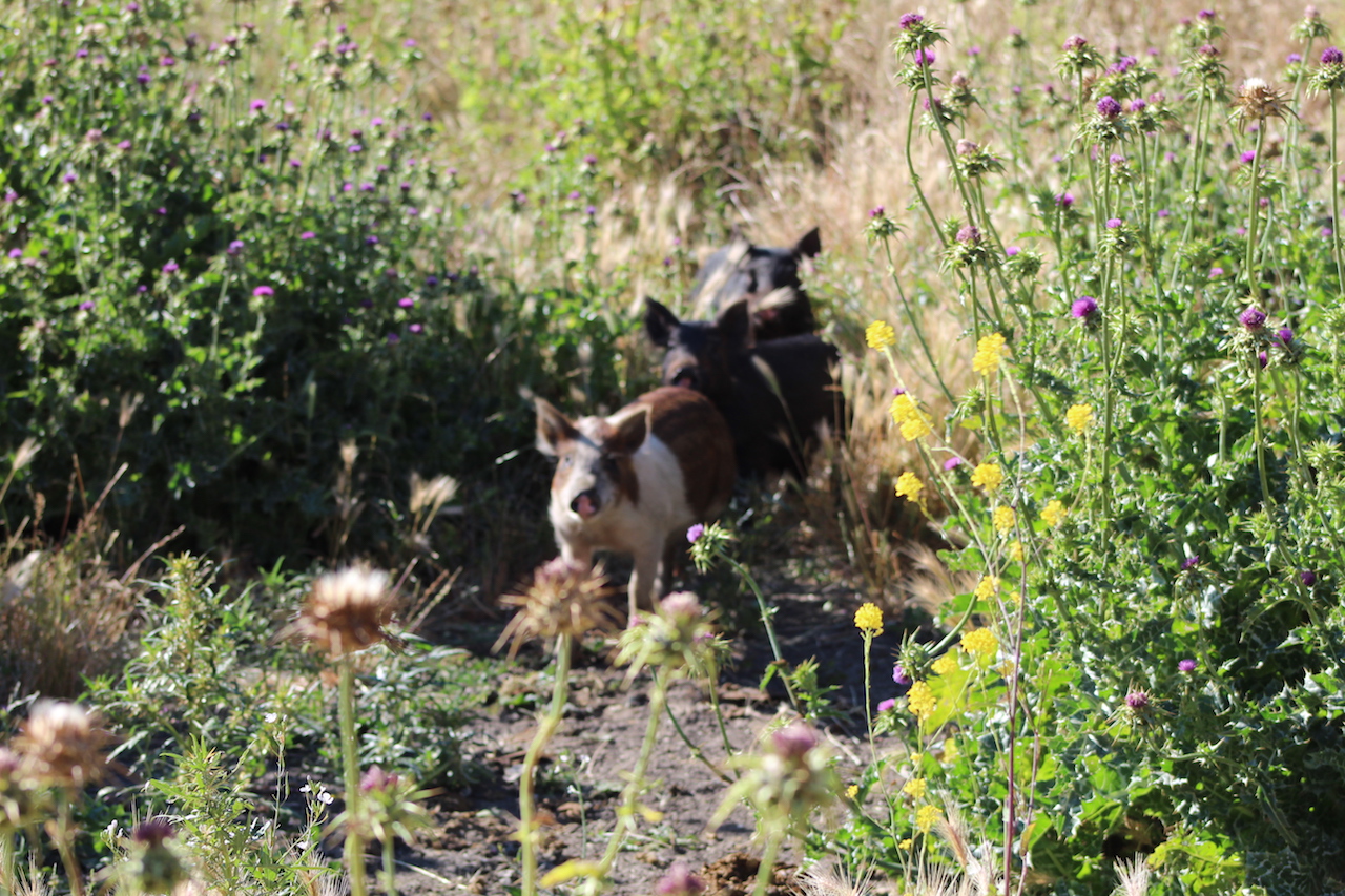 Wild Piglets