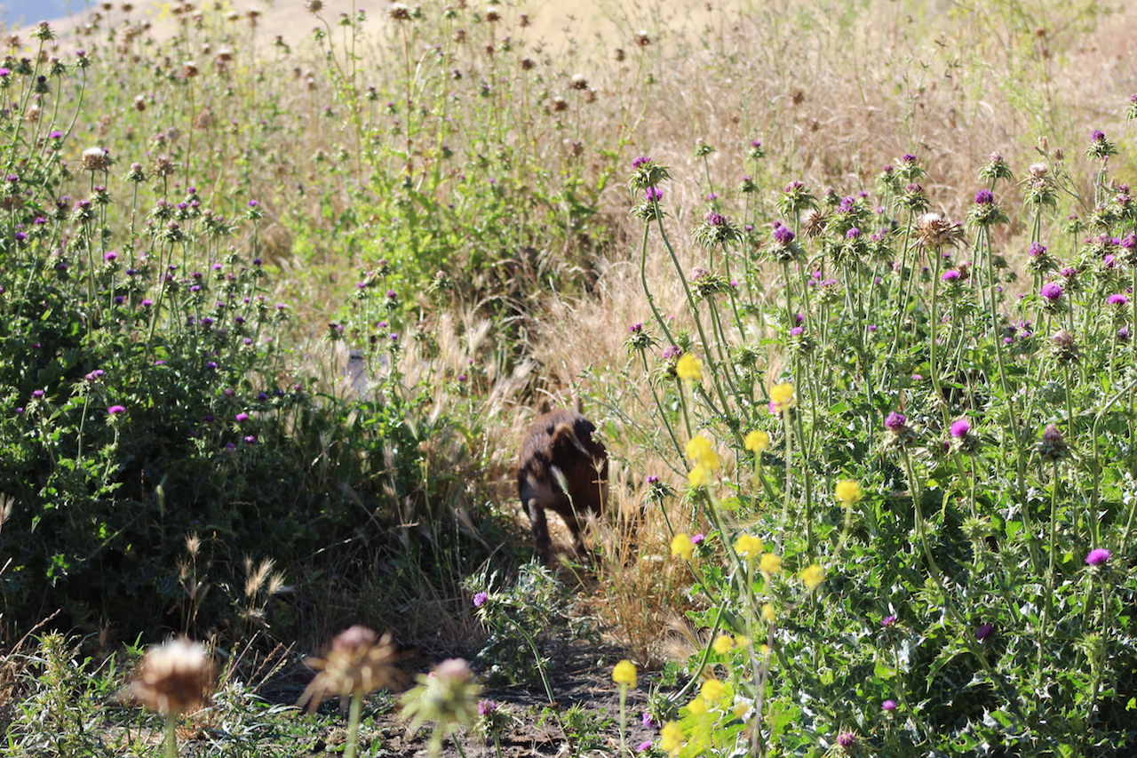 Wild Piglets