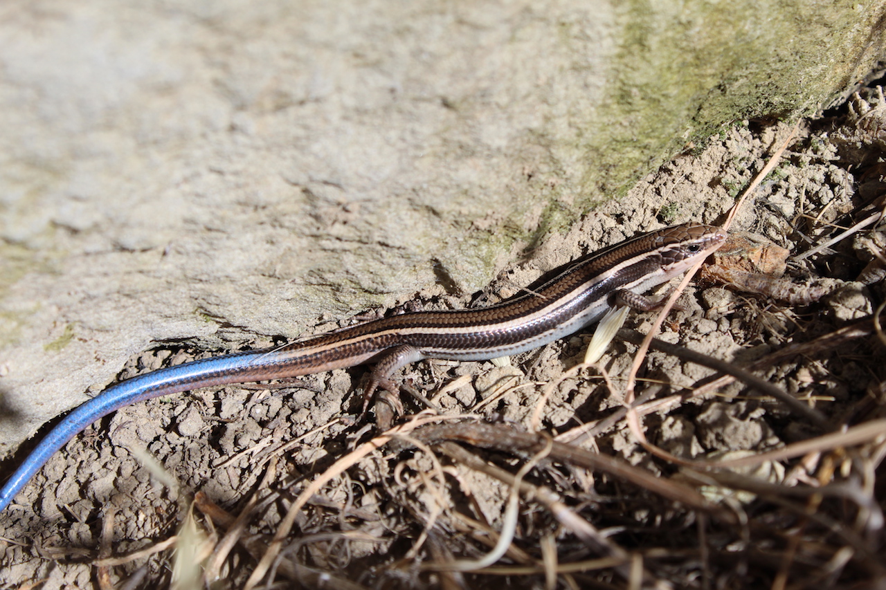 Skilton's Skink