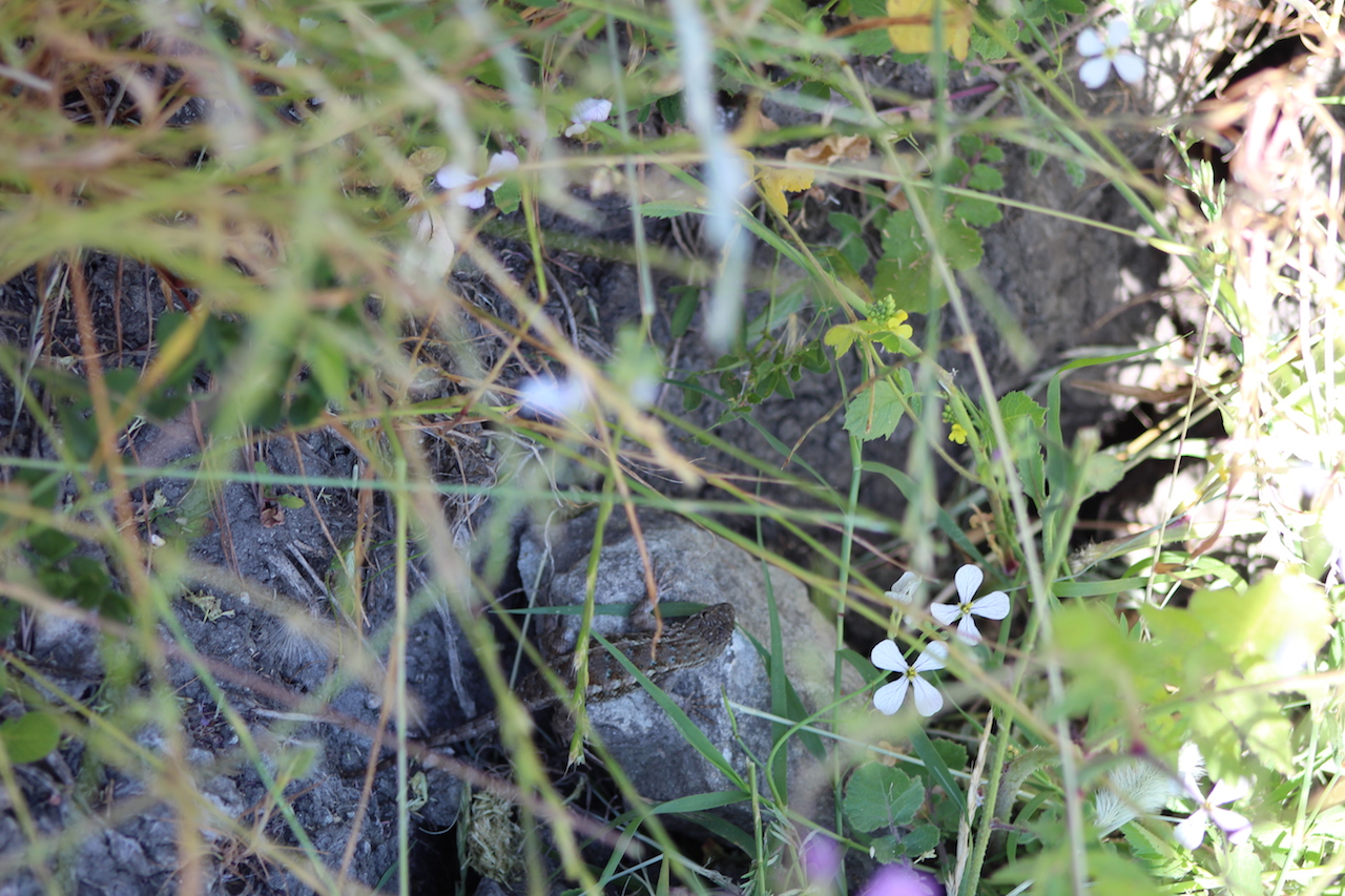 Western Fence Lizard