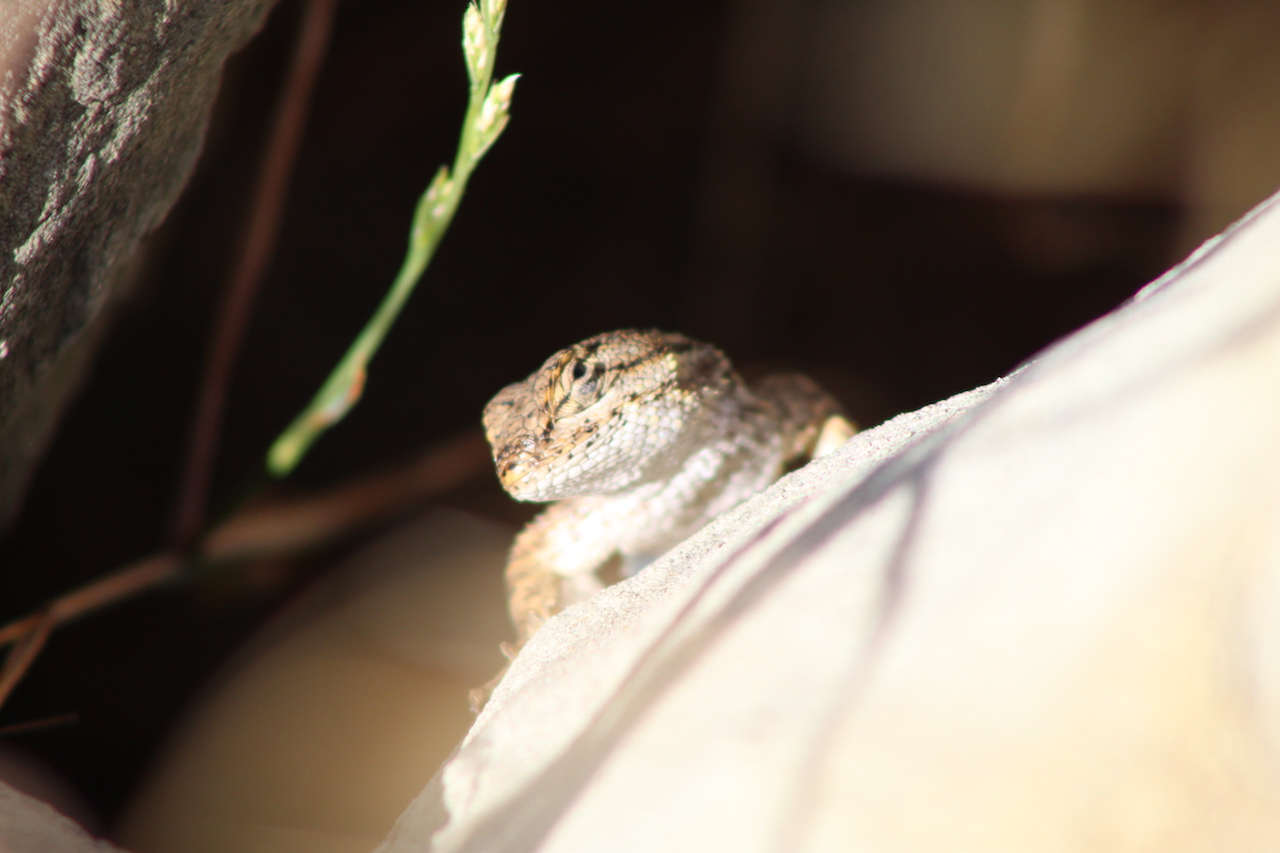 Western Fence Lizard