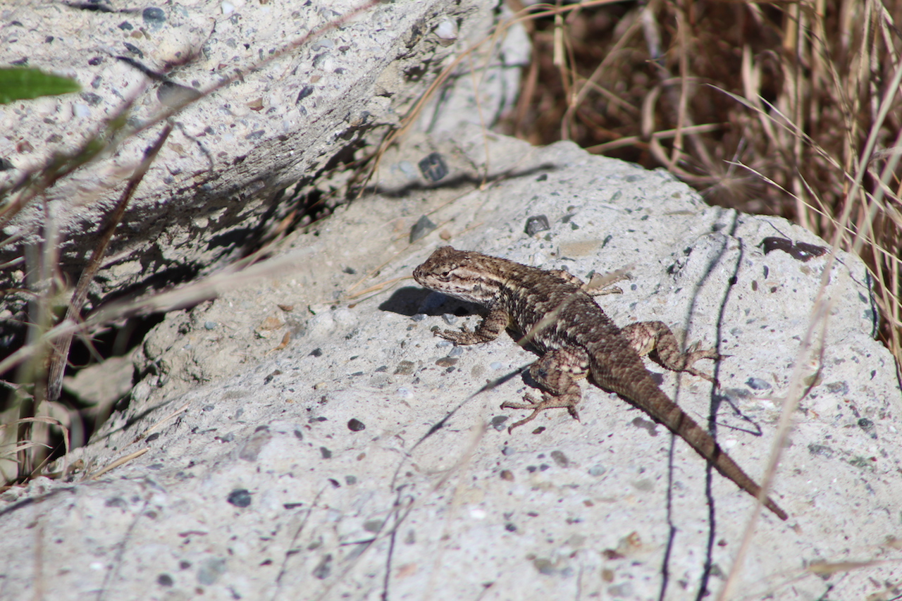 Western Fence Lizard