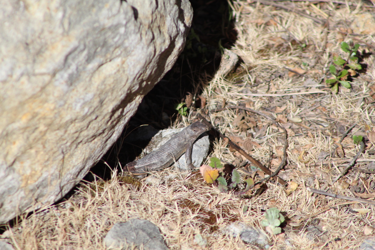 Western Fence Lizard