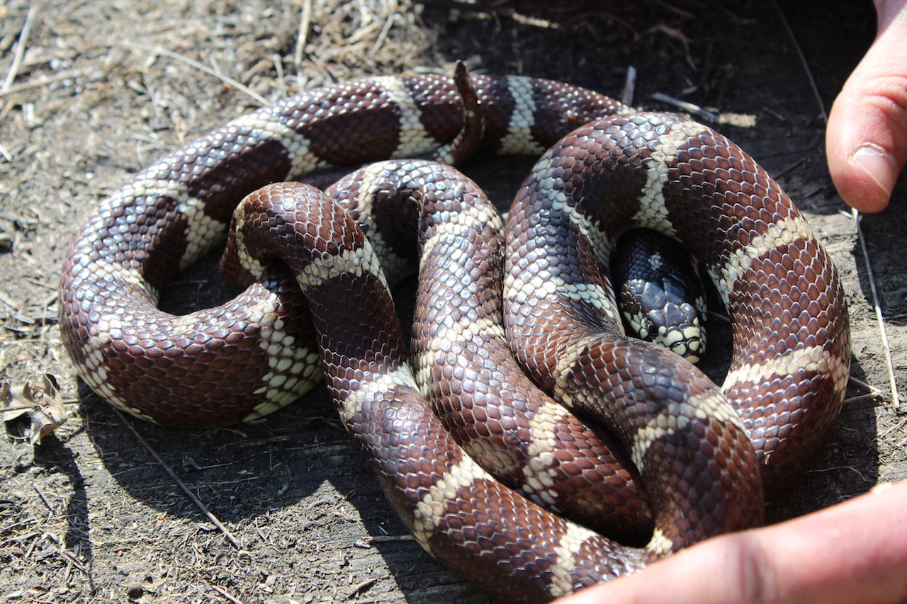 California Kingsnake