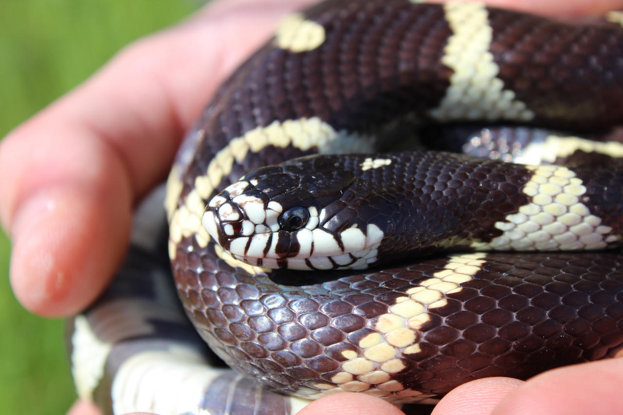 California Kingsnake