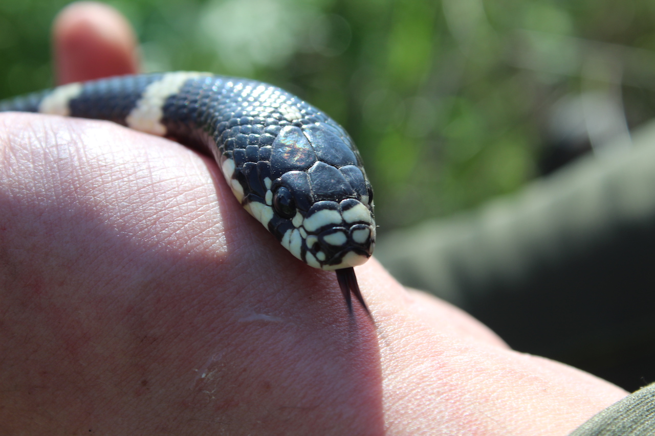 California Kingsnake