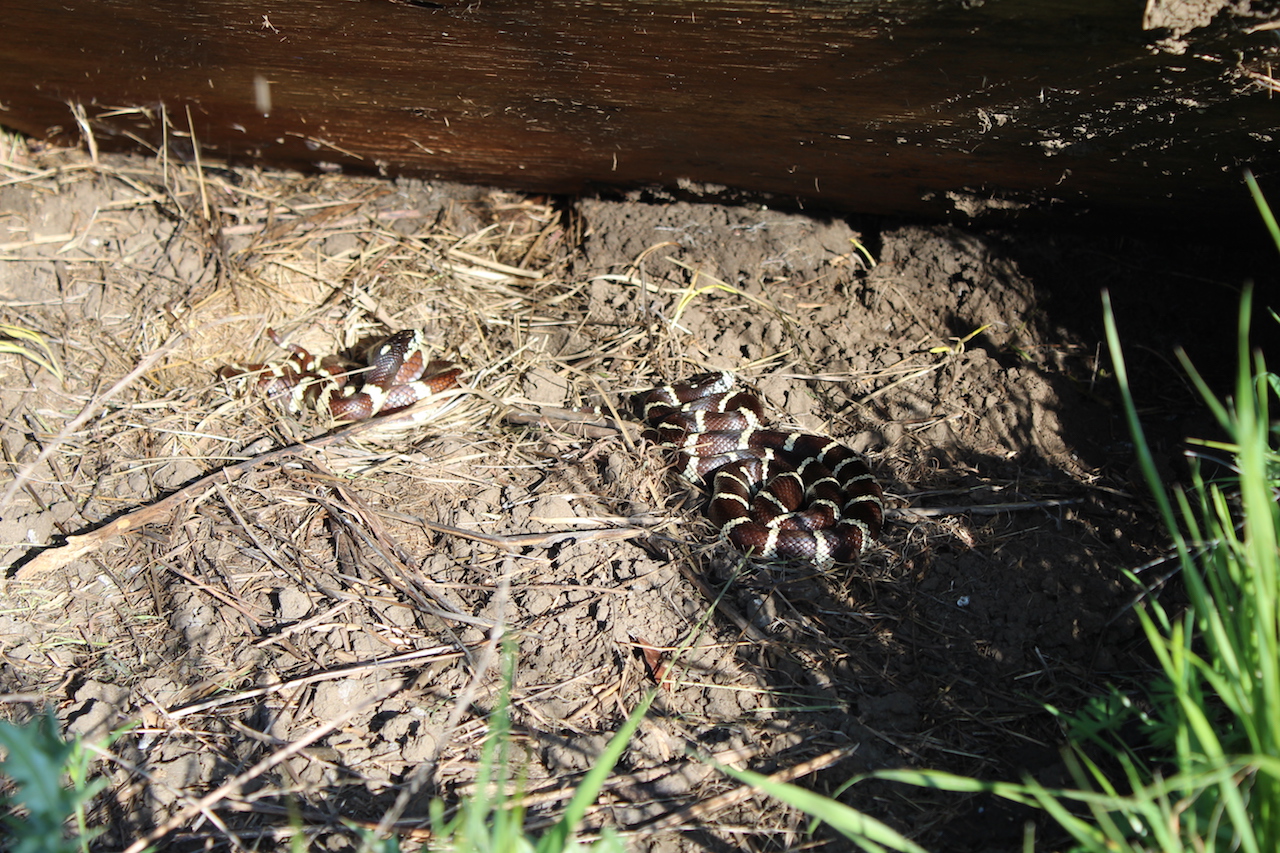 California Kingsnake