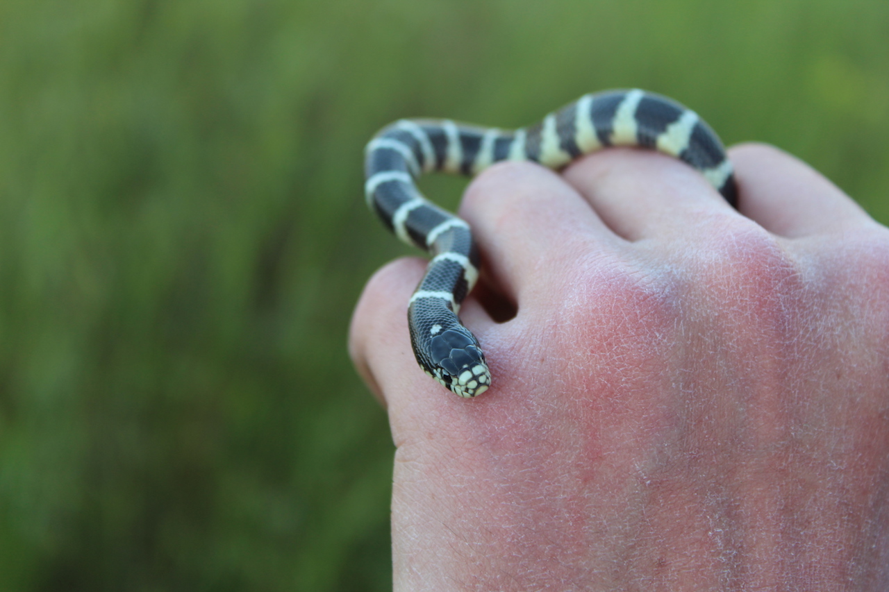 California Kingsnake