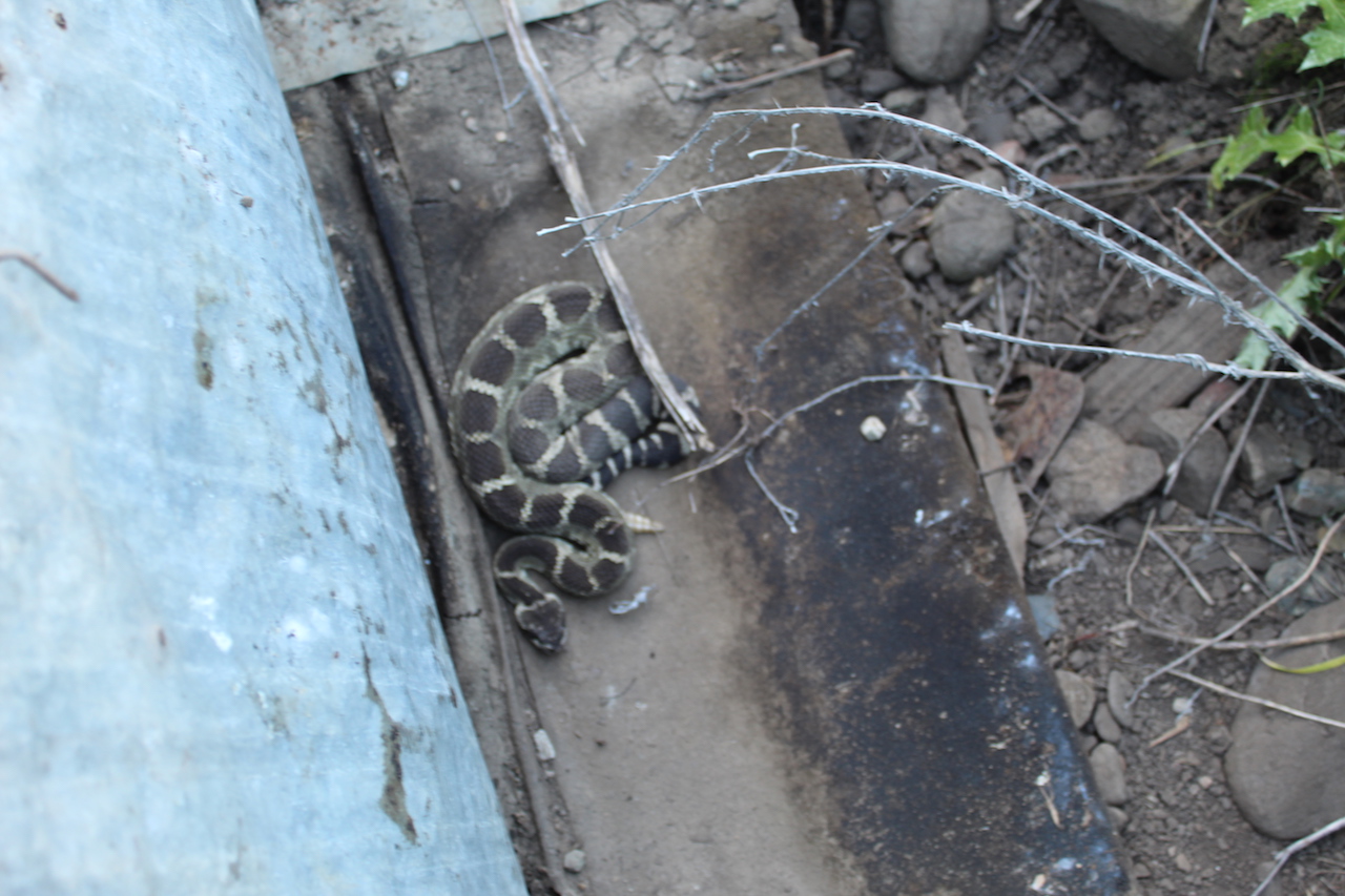 Northern Pacific Rattlesnake