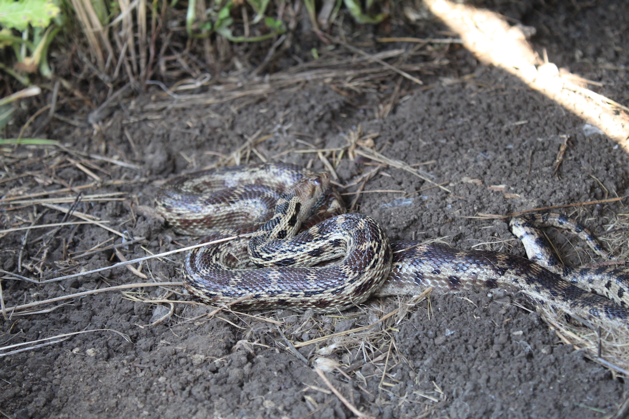 Pacific Gophersnake