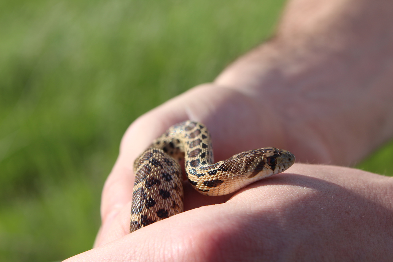 Pacific Gophersnake