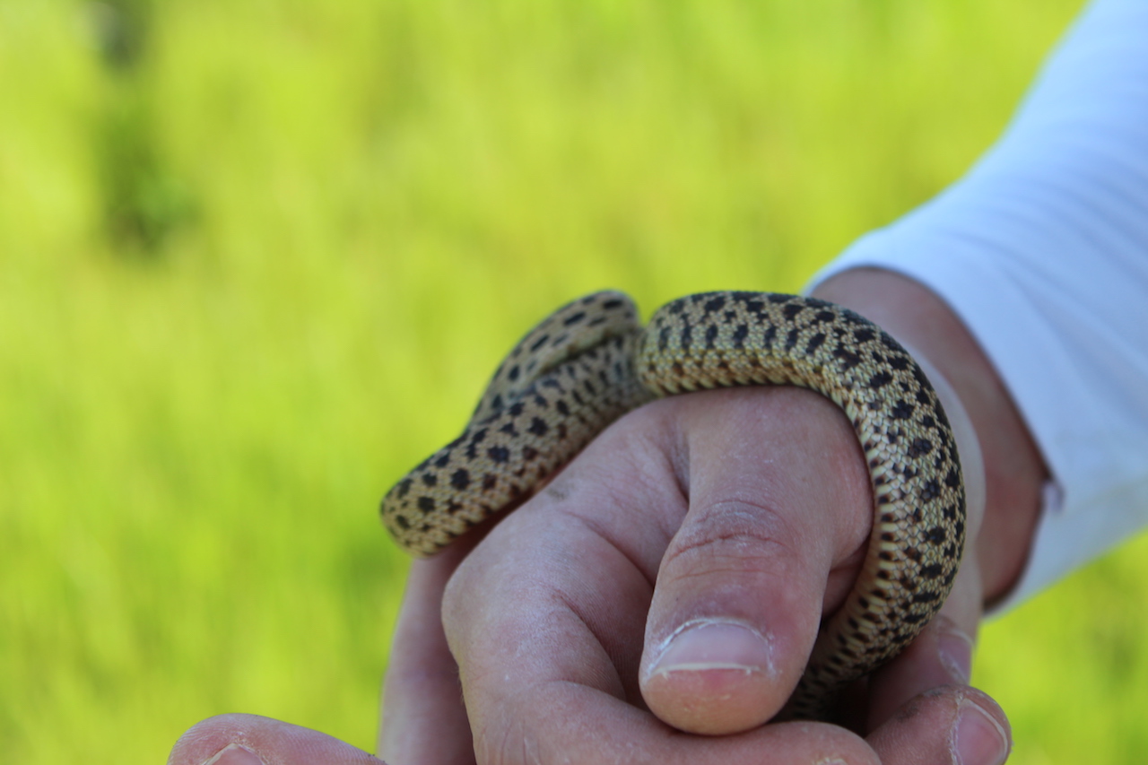 Pacific Gophersnake