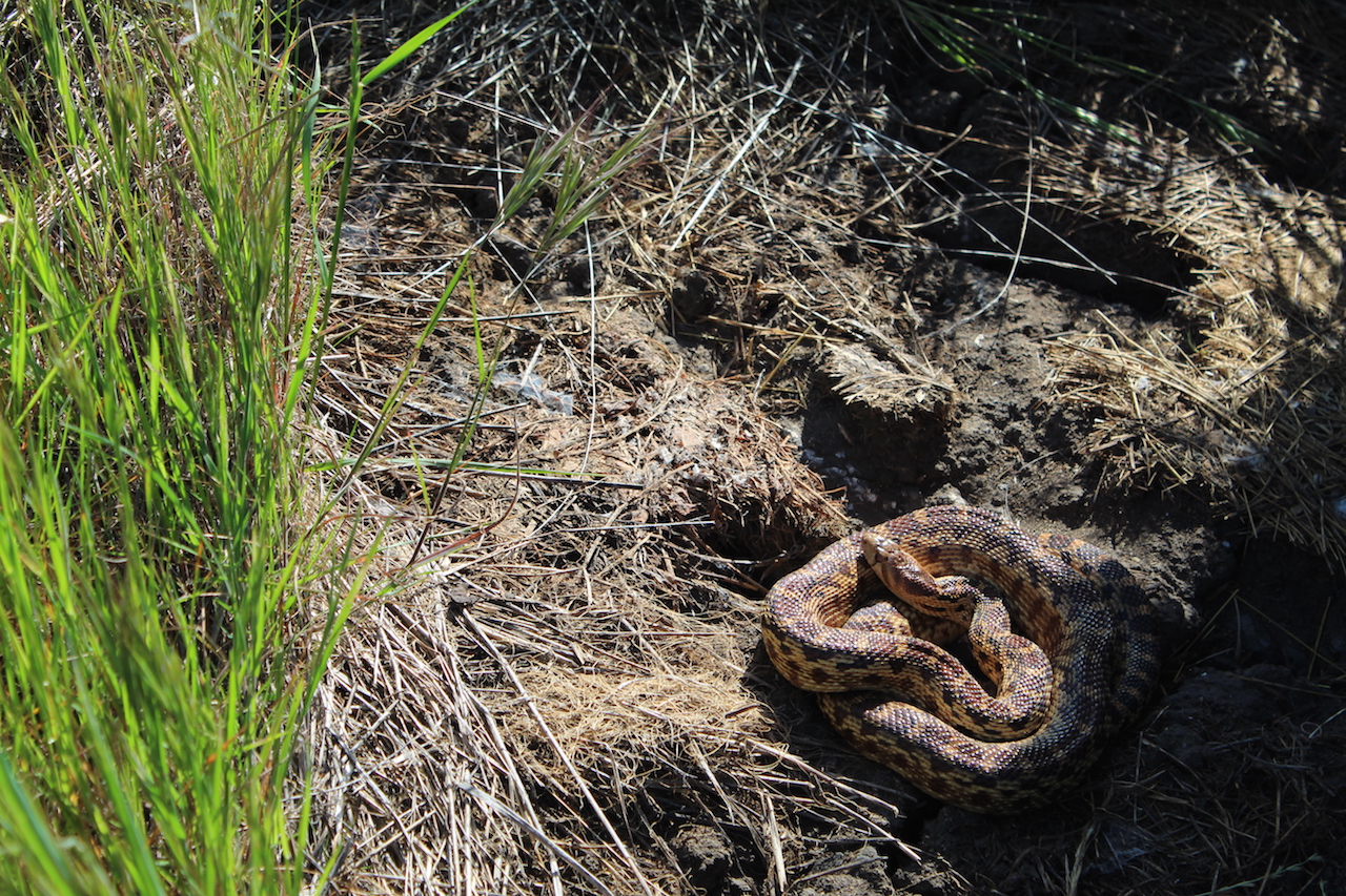 Pacific Gophersnake